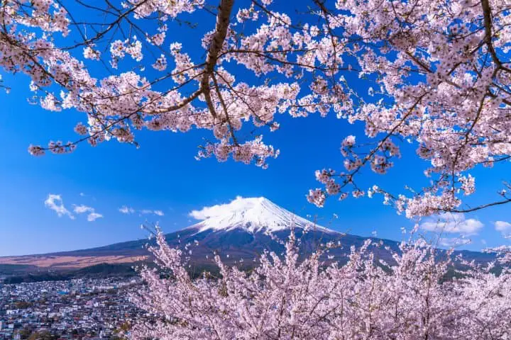 SAkura di Jepang