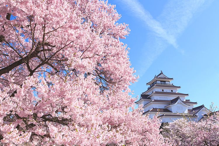 SAkura di Jepang