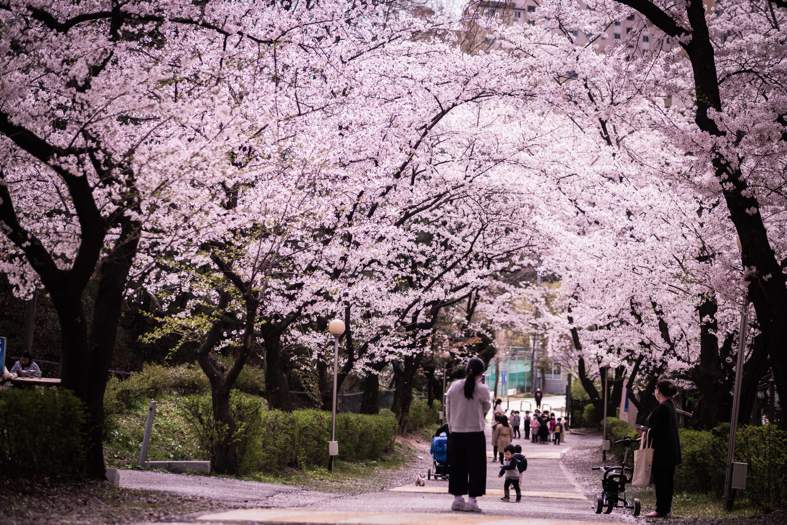 Sakura Korea