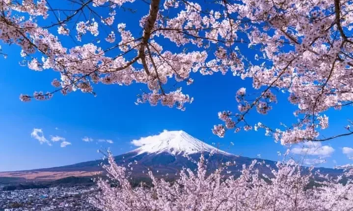 SAkura di Jepang